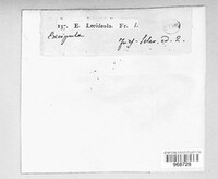 Durella lecideola image